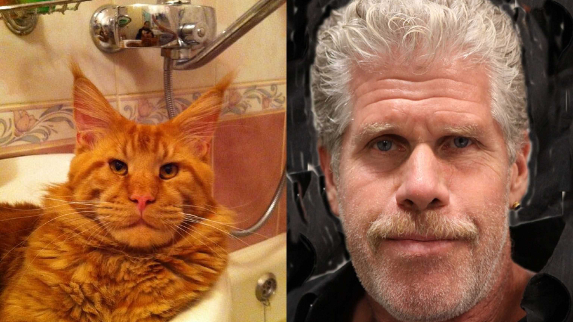 Ron Perlman și Maine Coon