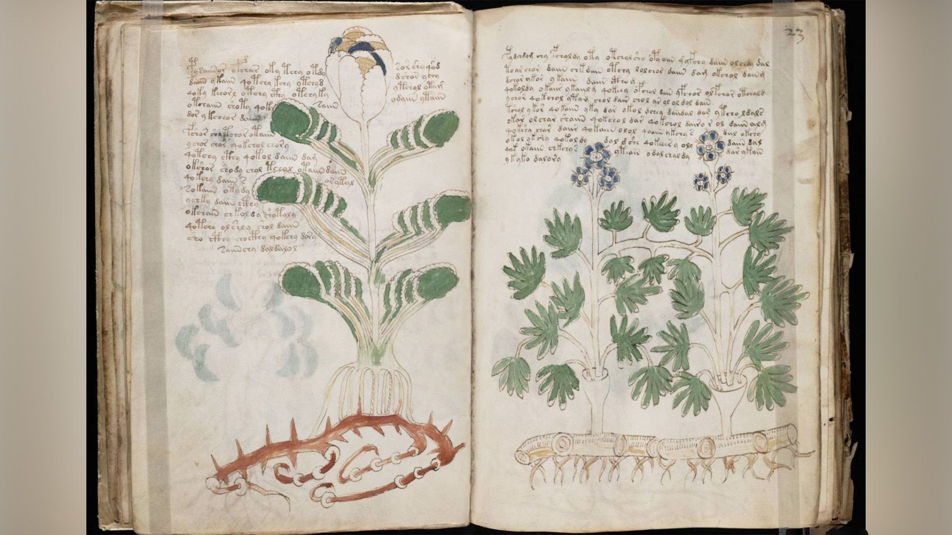 Manuscrisul Voynich