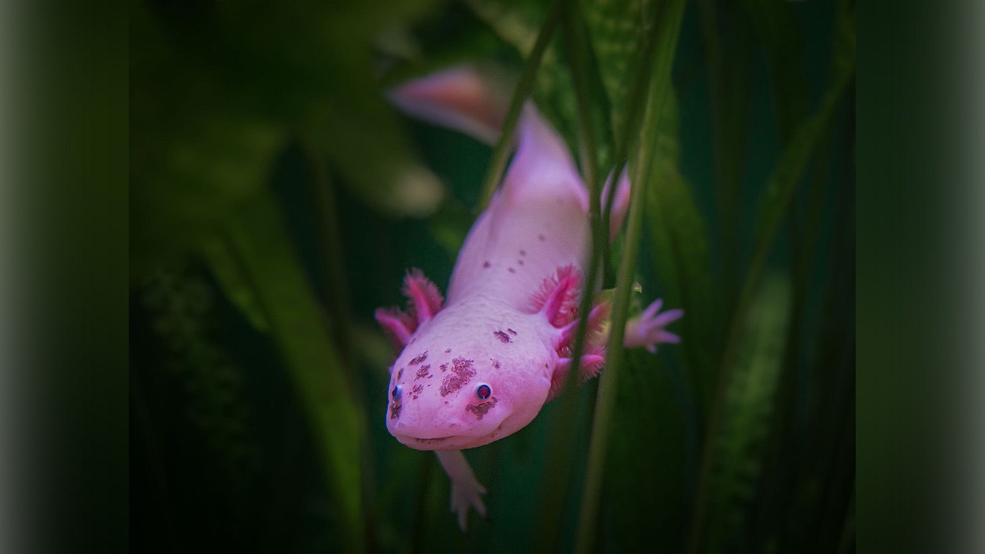 Axolotl (Ambystoma mexicanum)