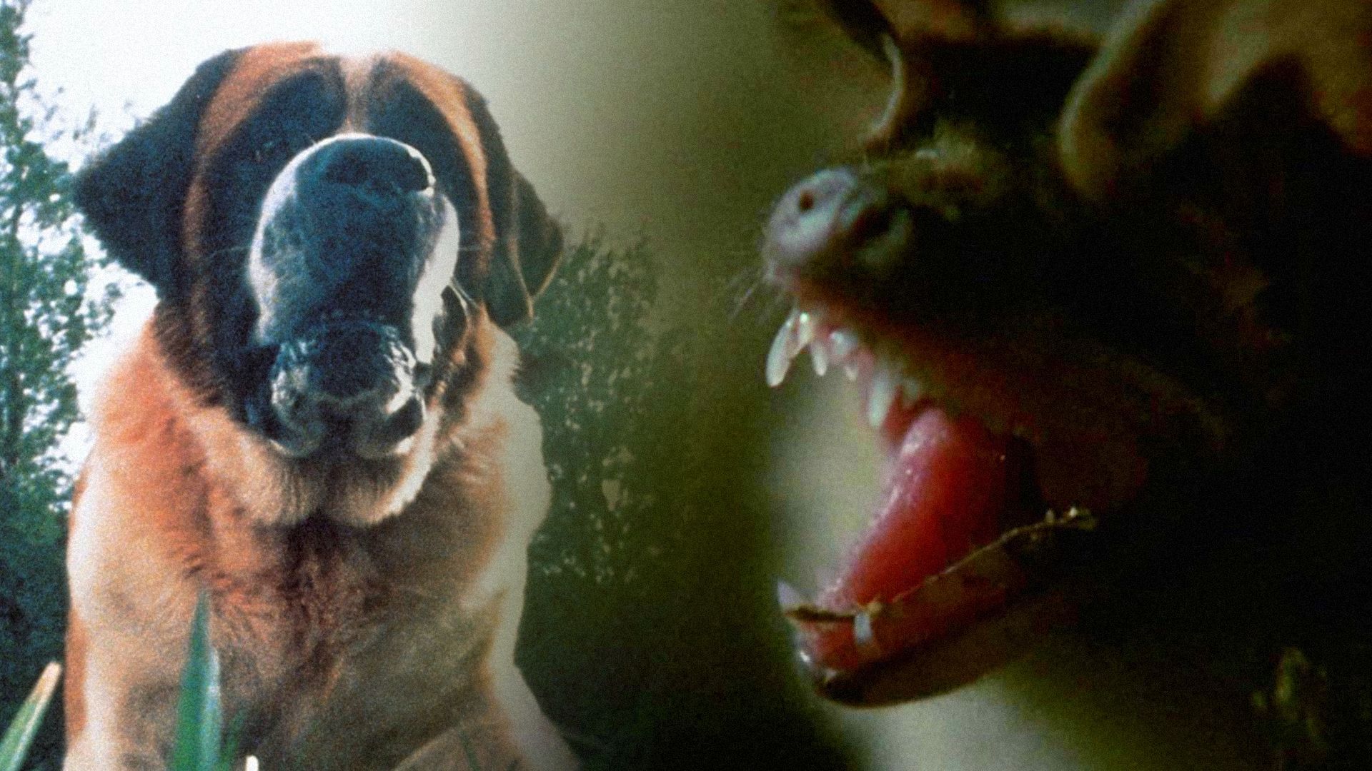 Un câine Saint Bernard stă în iarbă cu un liliac cu gura deschisă în apropiere