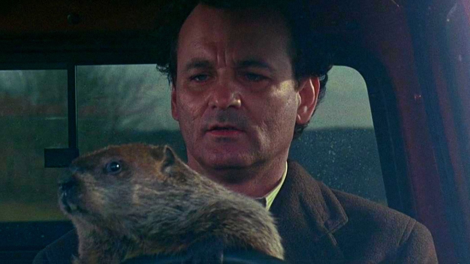 Actorul Bill Murray într-un palton stă la volanul unei mașini cu o marmotă